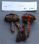 Strobilomyces strobilaceus image